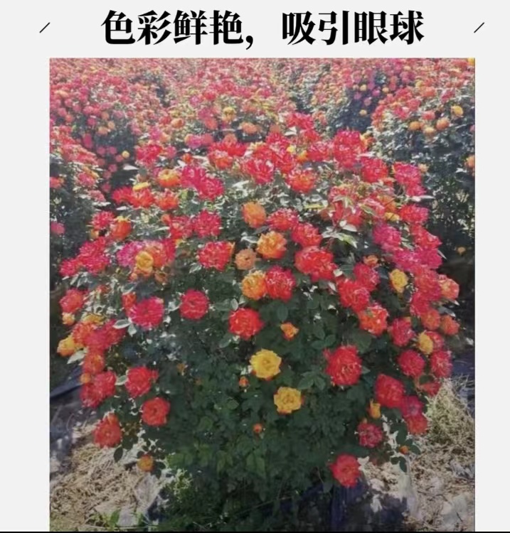 月季花球藤彩虹多色月季一物一拍