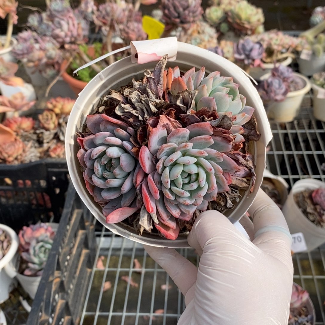 473全明星一物一拍