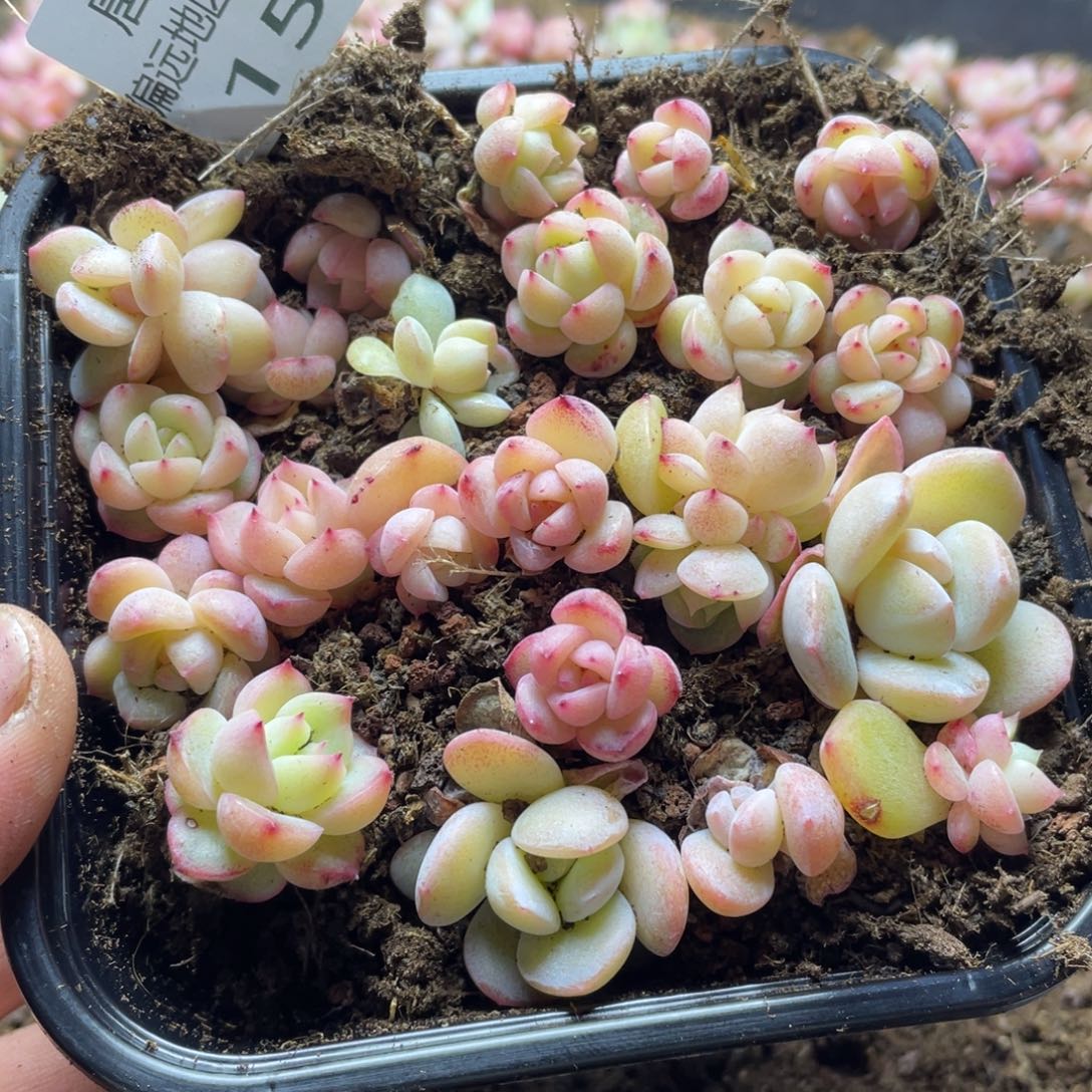 2S+珍妮混一物一拍153