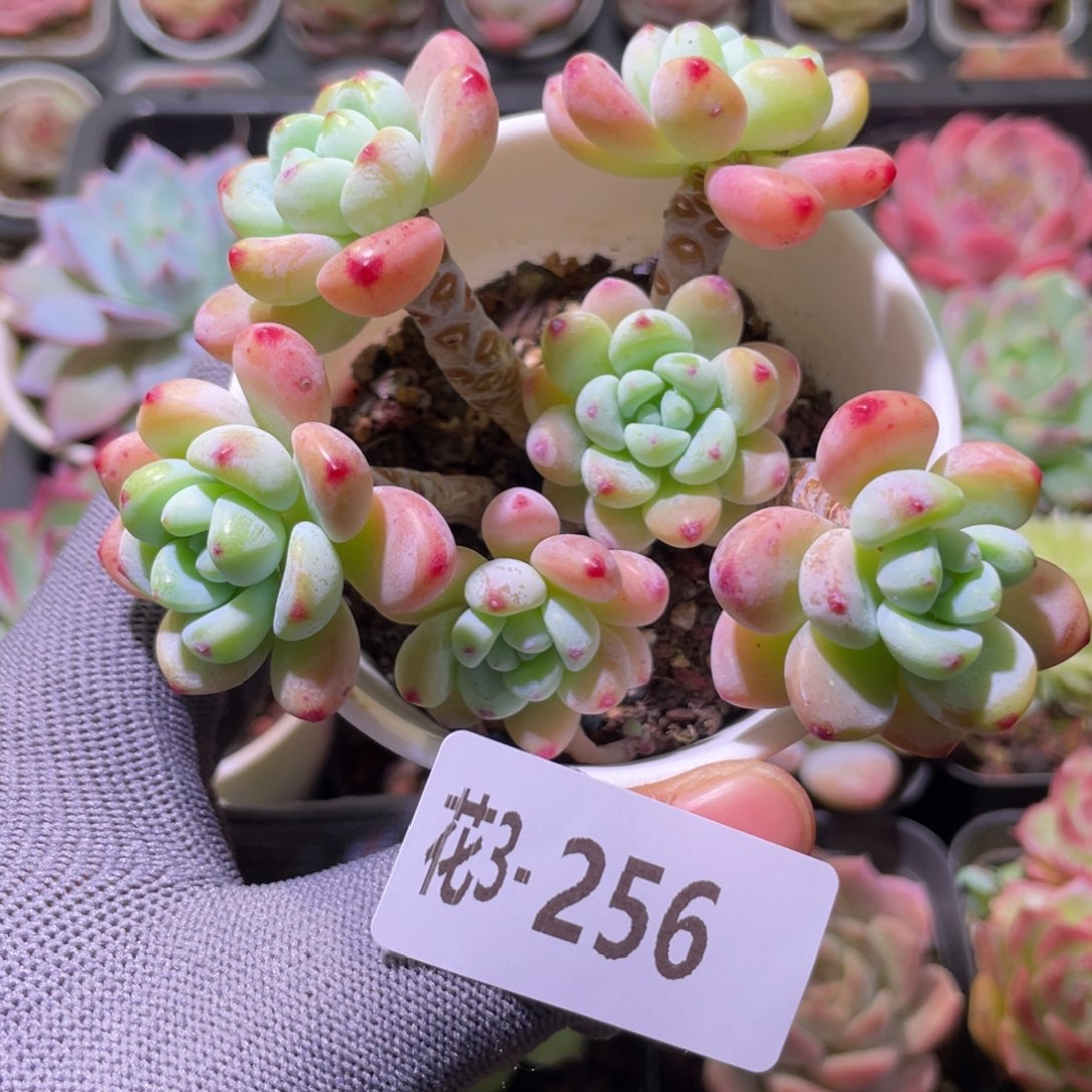 花利美3-256罗琦群 