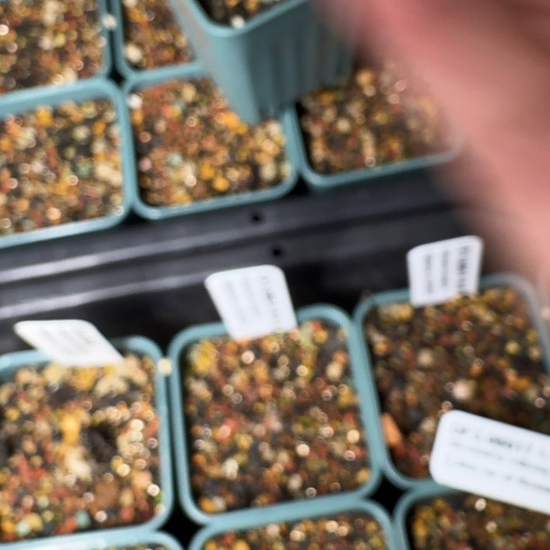 无***氏五块钱凑单的红花avo