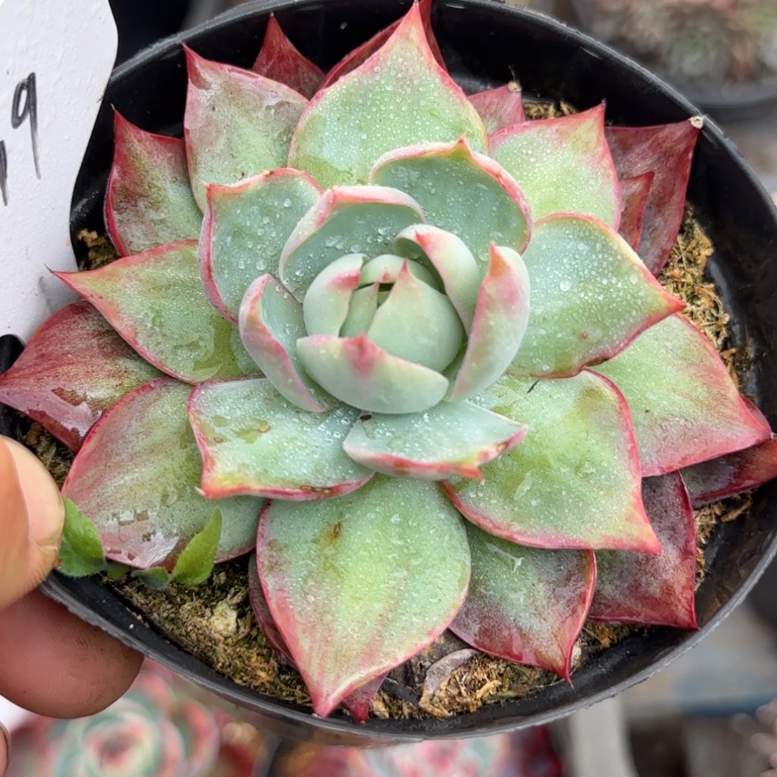 惊鸿一物一拍包装收缩花旱399