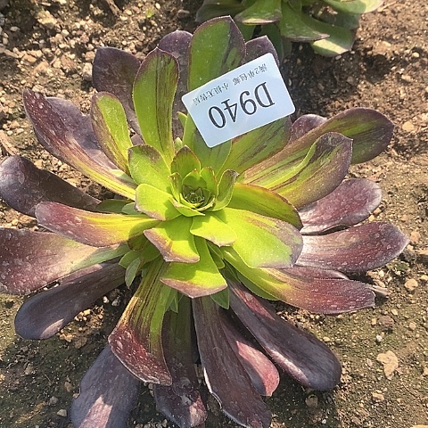 940欧若拉多肉法师