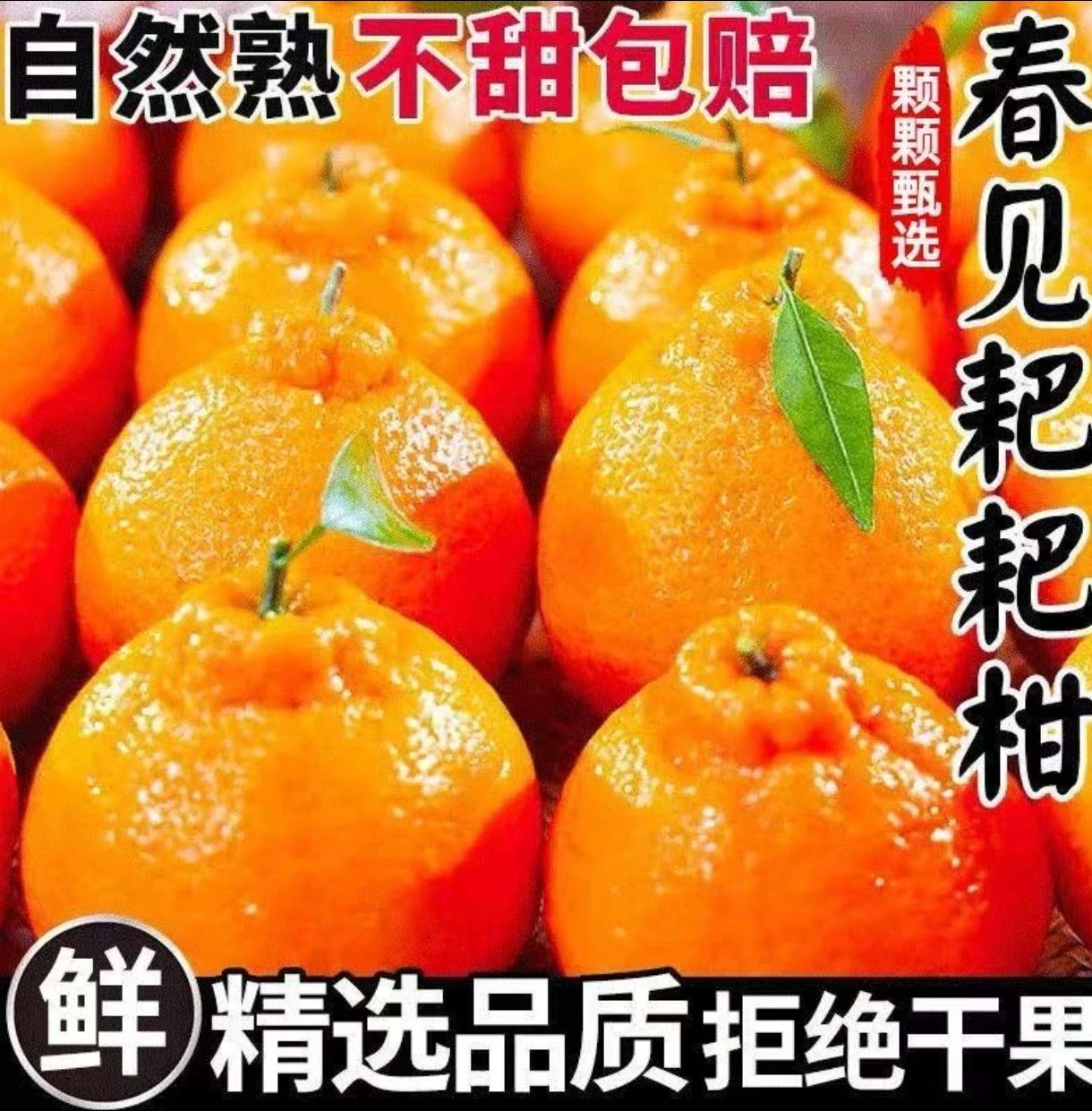 四川春见耙耙柑应季水果新鲜水果现摘现发产地直发