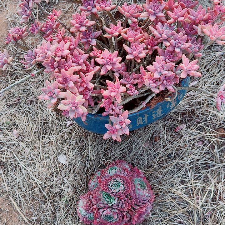 澄***心皮肤修复中心的一颗朱砂痣一颗秋丽