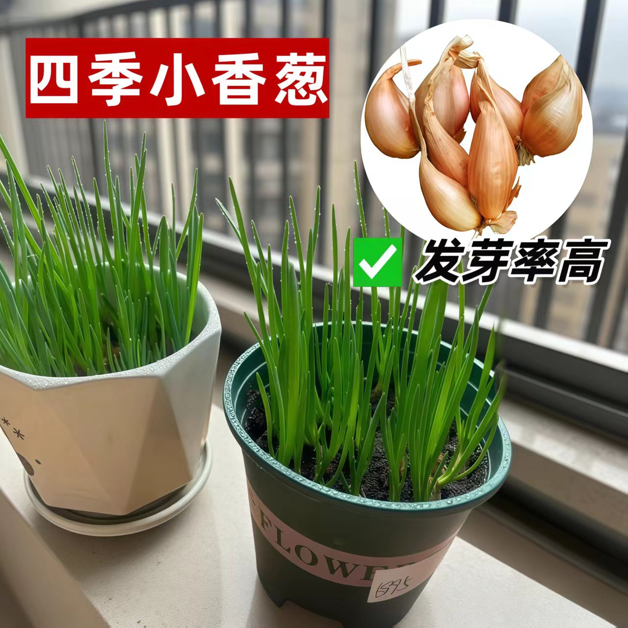 四川四季小香葱头黄葱头火干院子小葱蔬菜250小香葱葱头