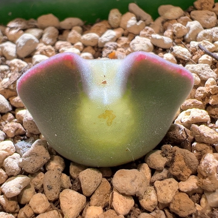 859。 青蛙种源优选三年粉妖姬。 大眼空蝉。 必爆双。  