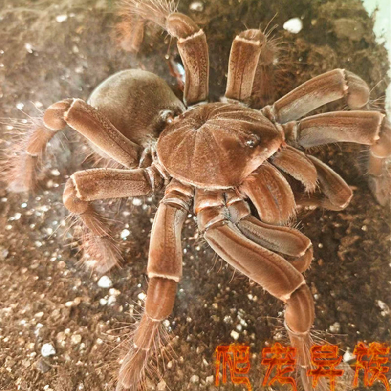 亚马逊巨人食鸟蛛TS短毛种活体蜘蛛大型地栖类蜘蛛成体超大体型
