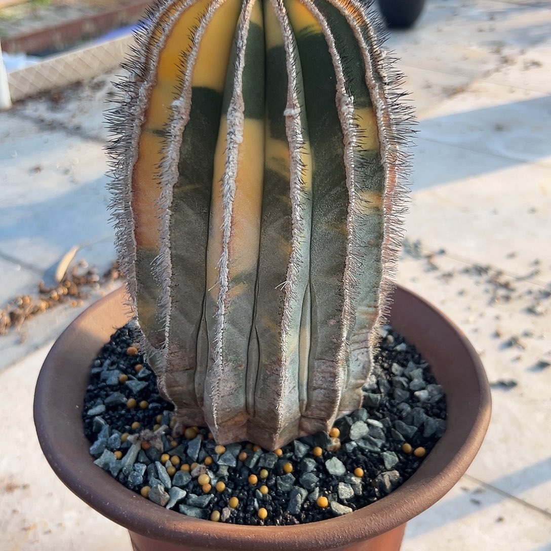 完全开放尤伯球锦