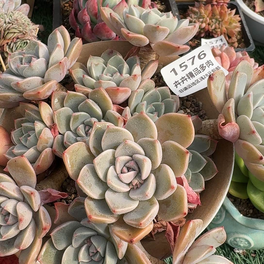 1576一物一拍（满28包邮）