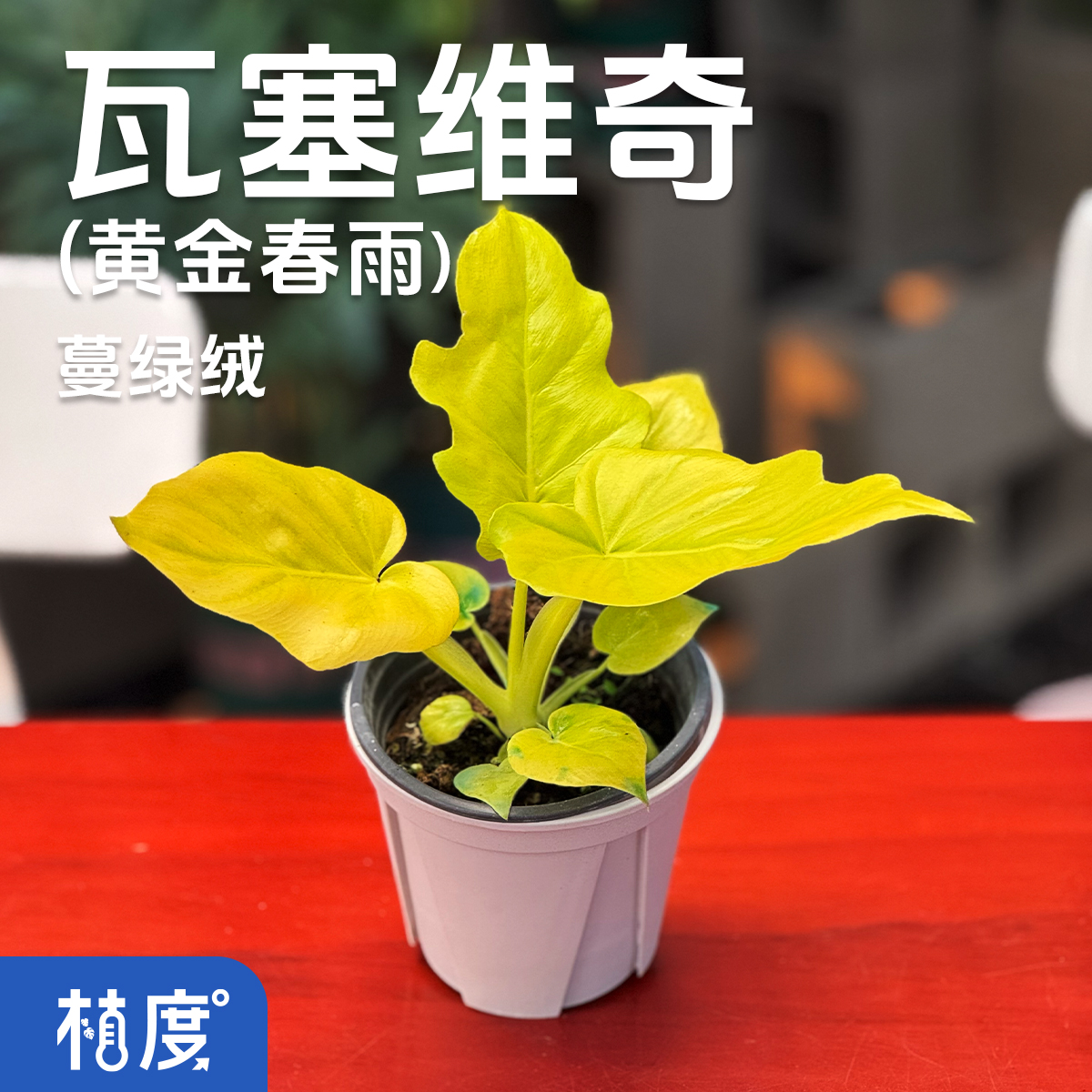 【植度 | 瓦塞维奇蔓绿绒】丝绒叶面白脉清晰 热带质感与优雅并存