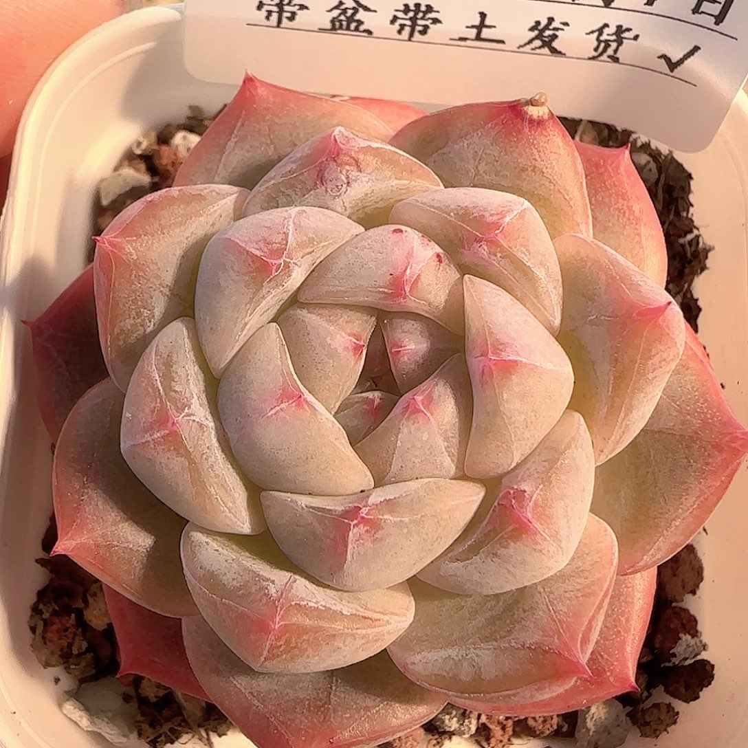 多肉1207-206钻石珍妮