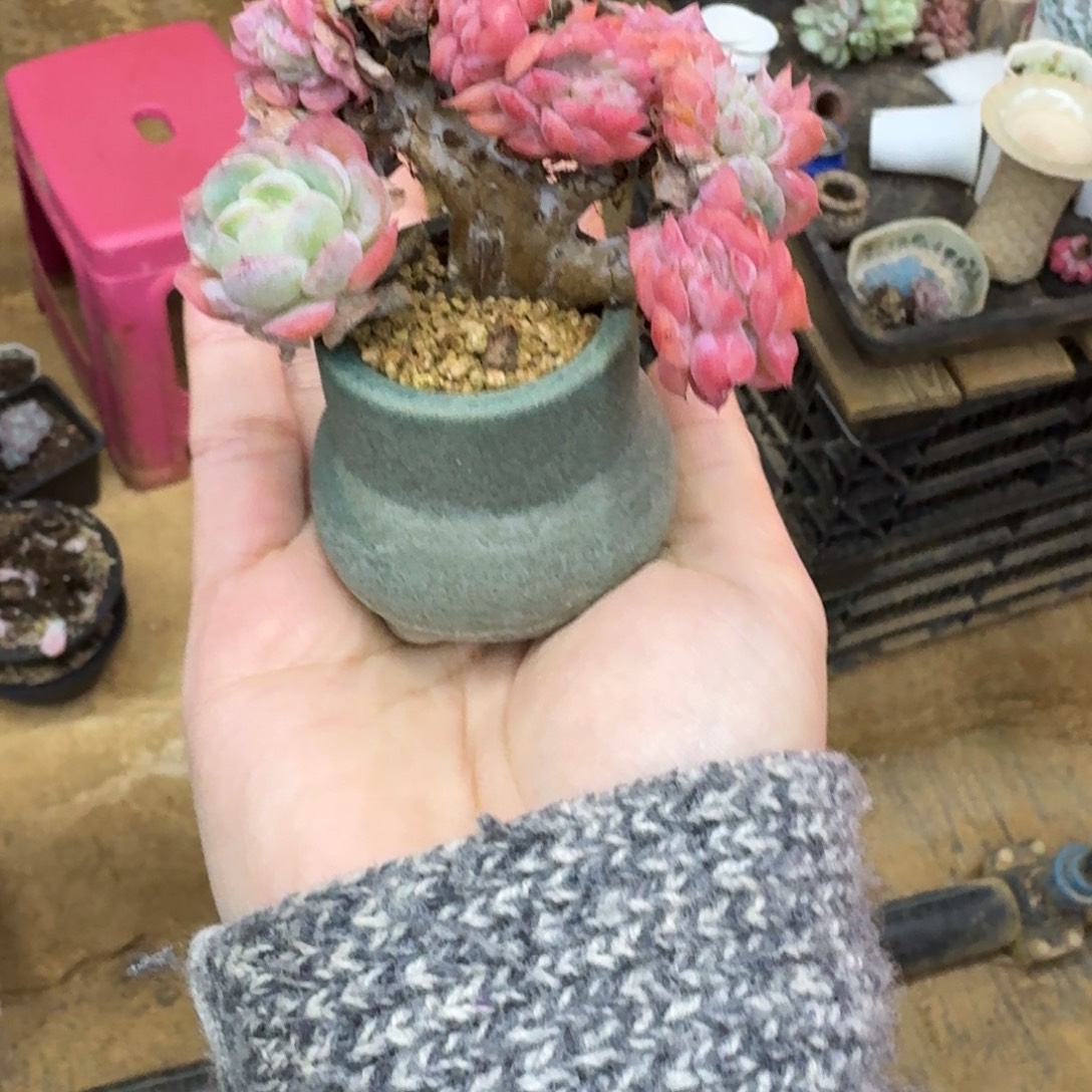 *****哈哈哈哈哈哈哈哈哈哈