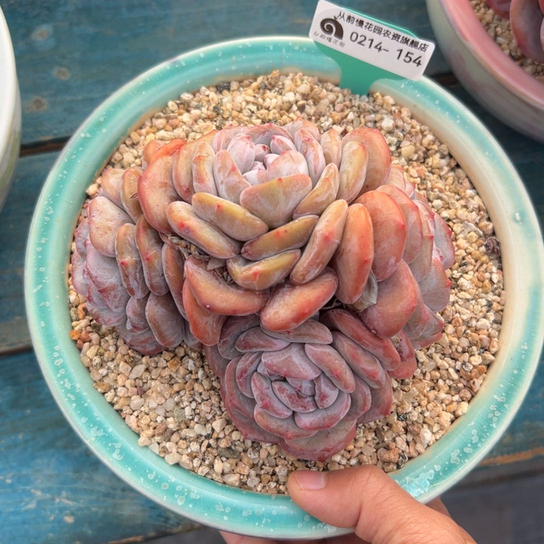 多肉一物一拍0214-154