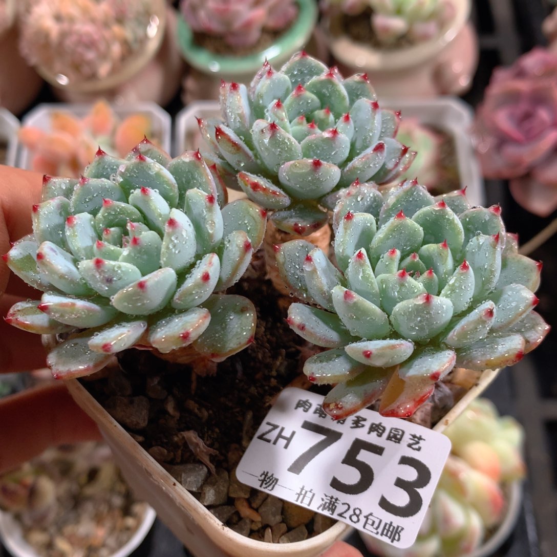 5CM拇指盆精控多肉ZH753