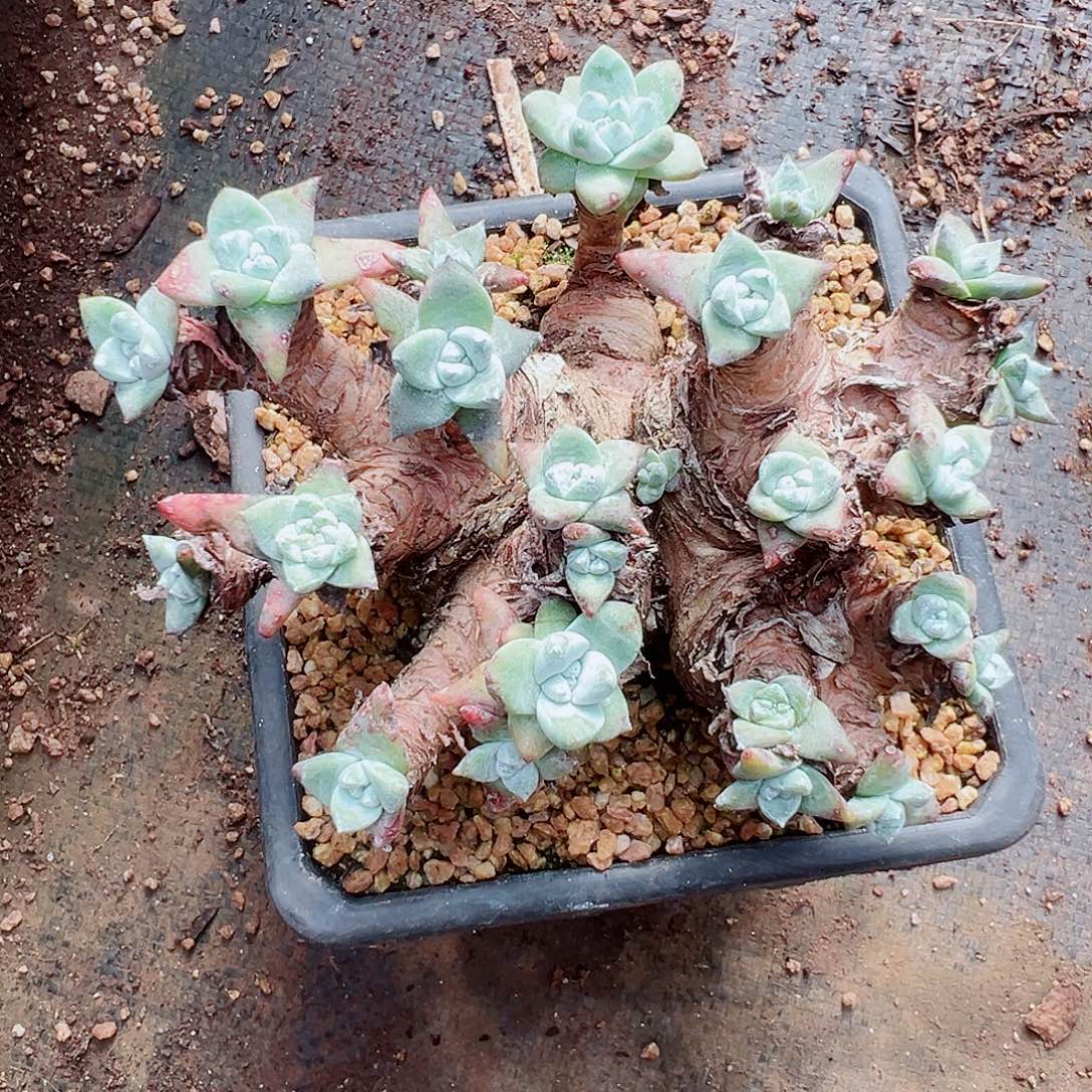 8976苹果叶杂交仙女杯多肉