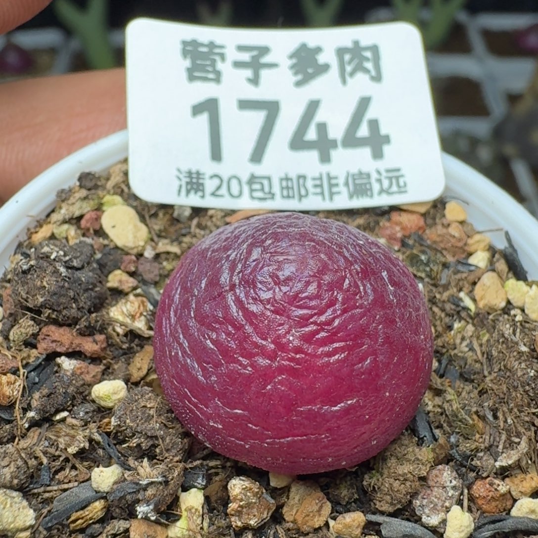 灯泡2.0带盆土。            