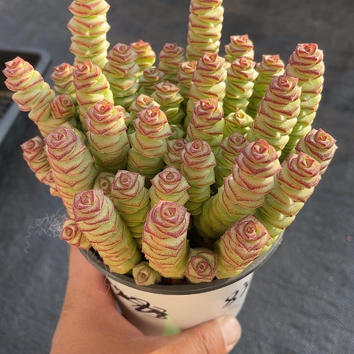 佳***梦牡丹钱串带盆发货