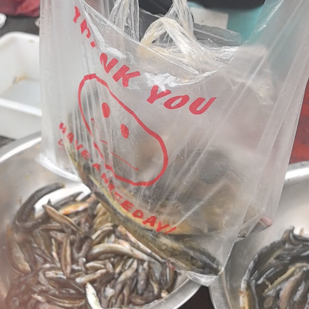 中国大陆36天食用农产品石台小李代购桂鱼牛尾巴