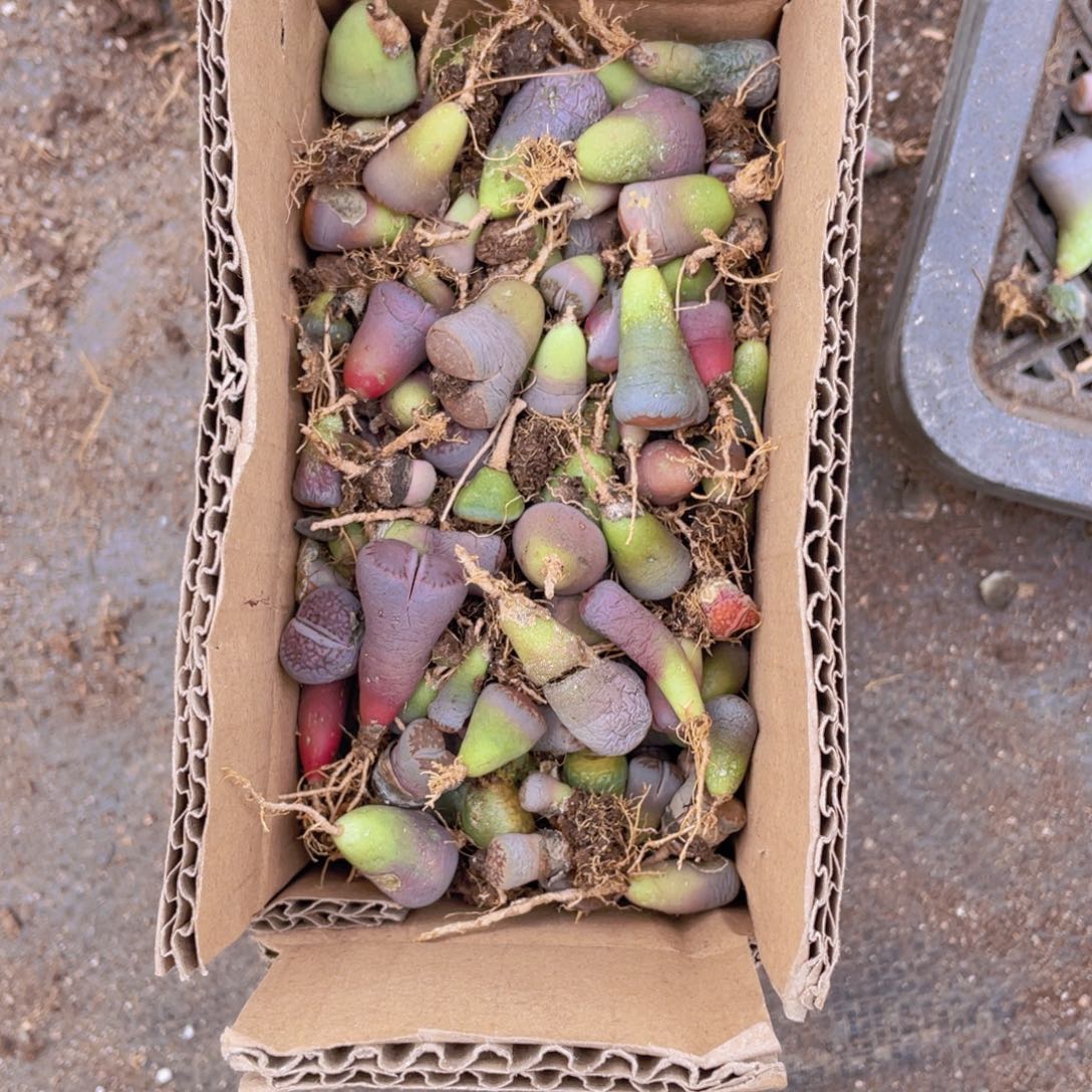 一箱混搭5888888888088