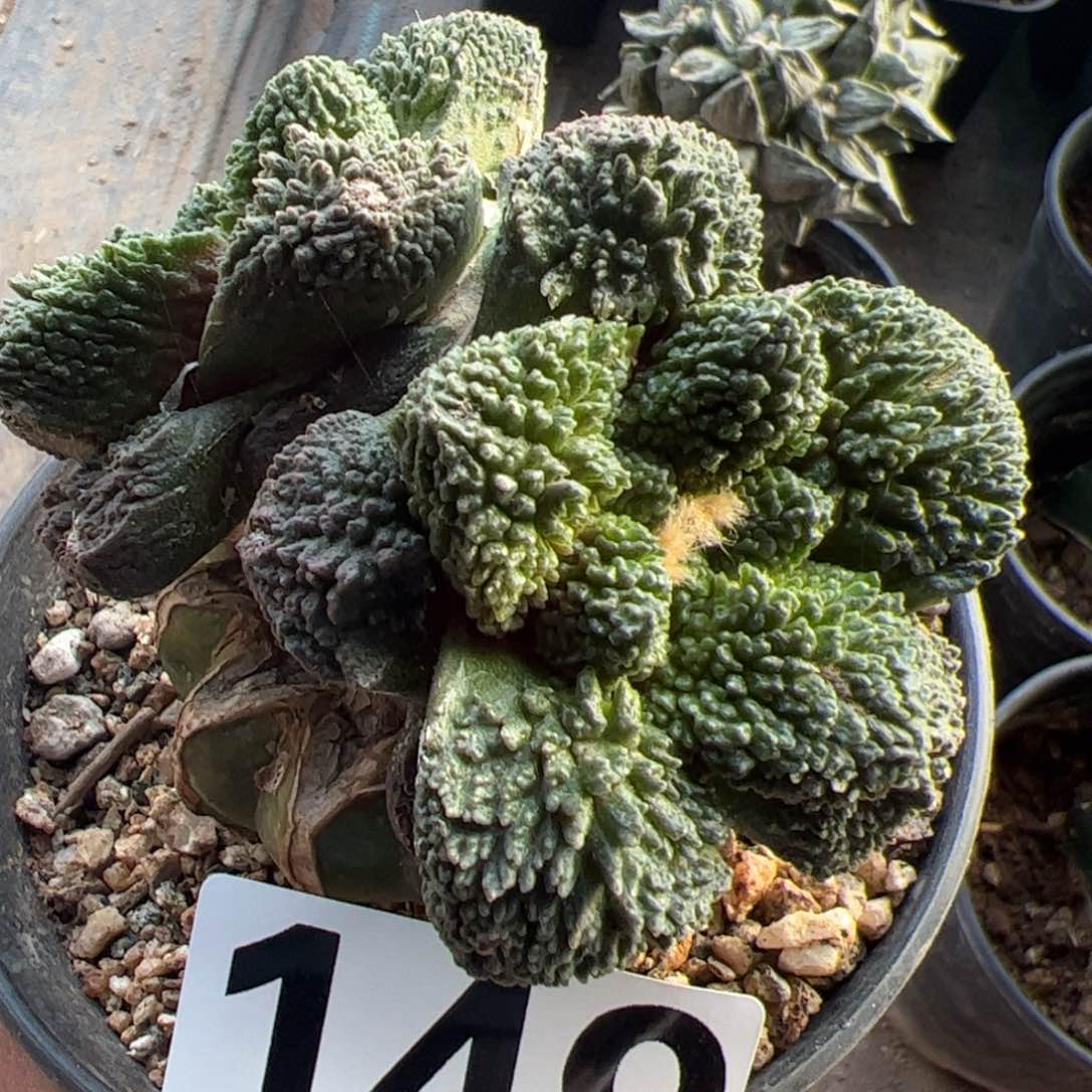 双头无毛哥斯拉牡丹149