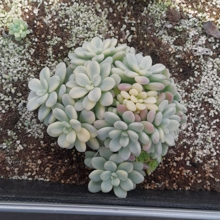 洛神白覆轮锦群捌下（有砍）