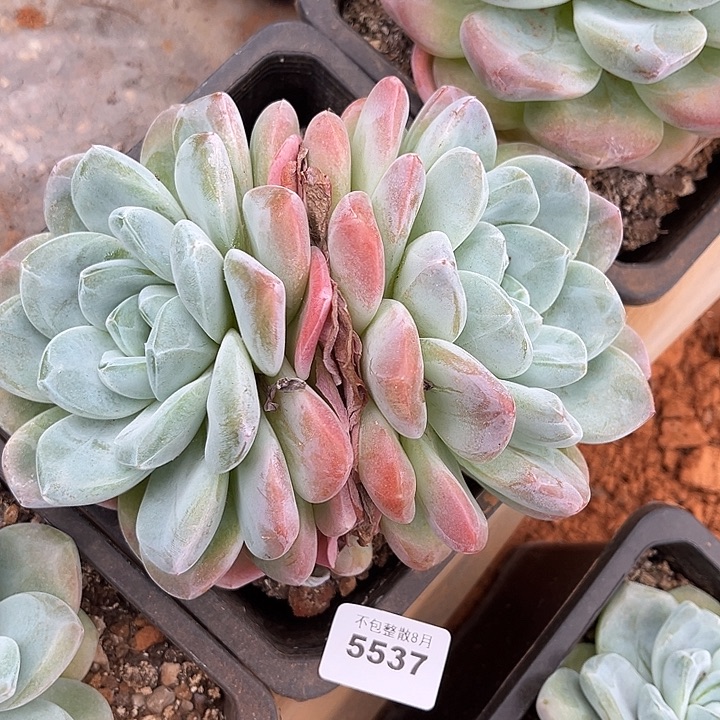阿雅园艺。     5537牛屎冰玉