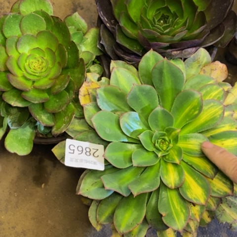 3盆多肉植物2865