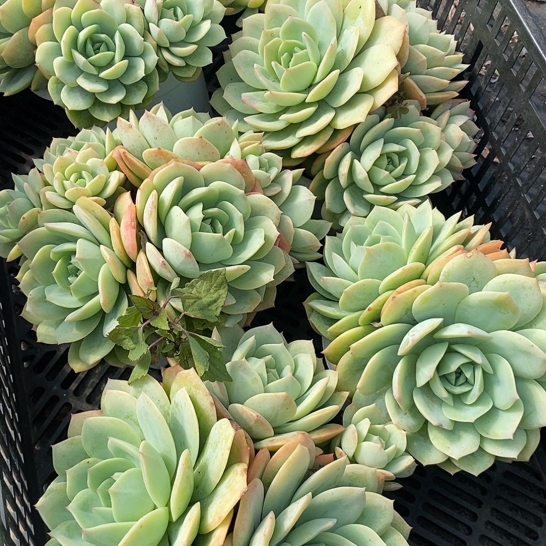 恋曲1颗多肉植物脱土发货