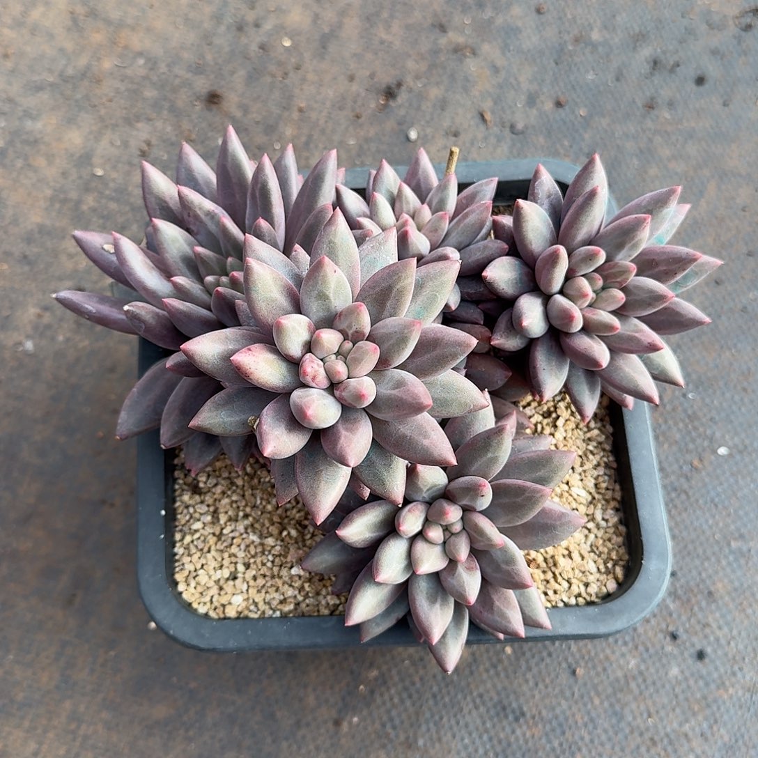 水晶球多肉植物一颗