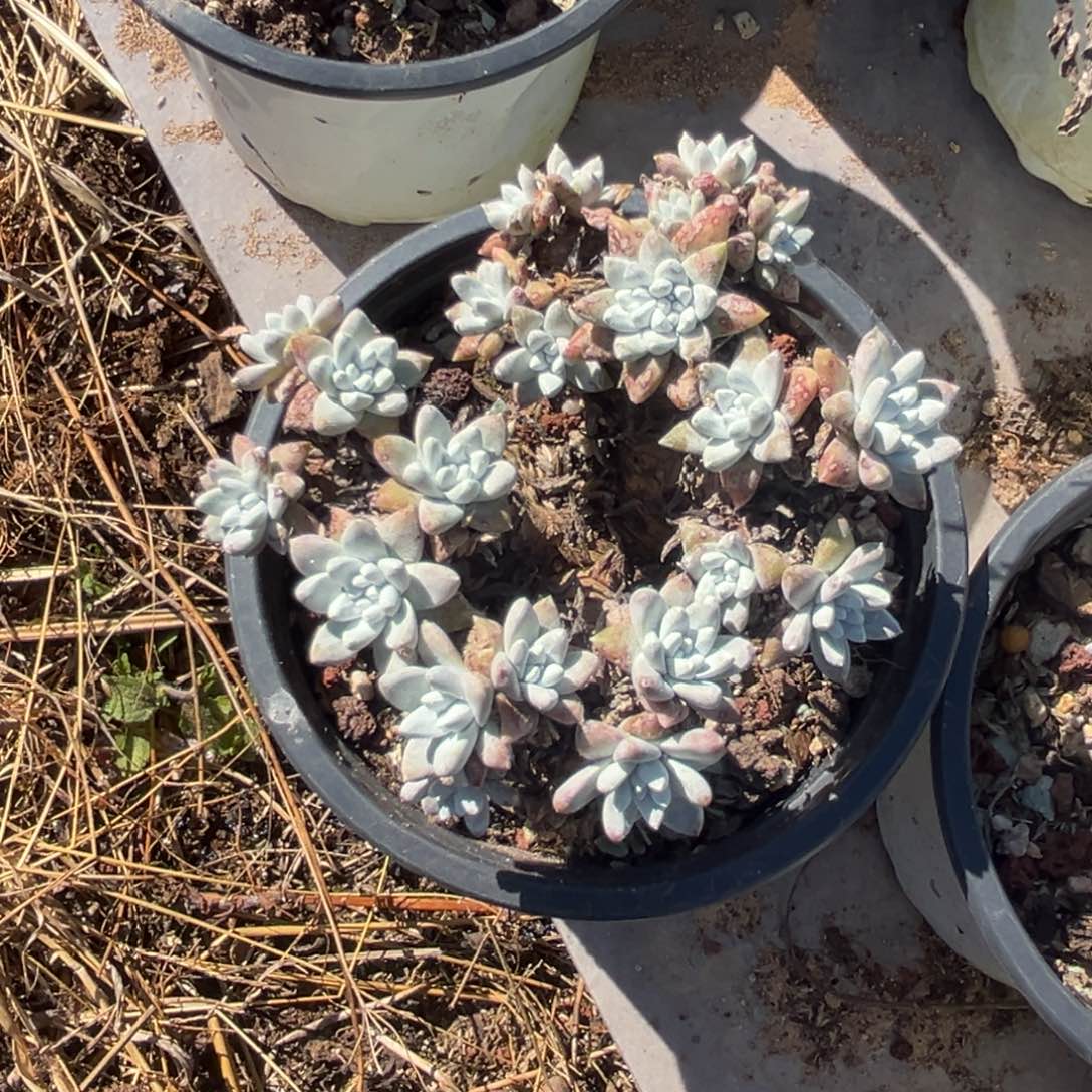 柚****谢谢姐姐～一物一拍280