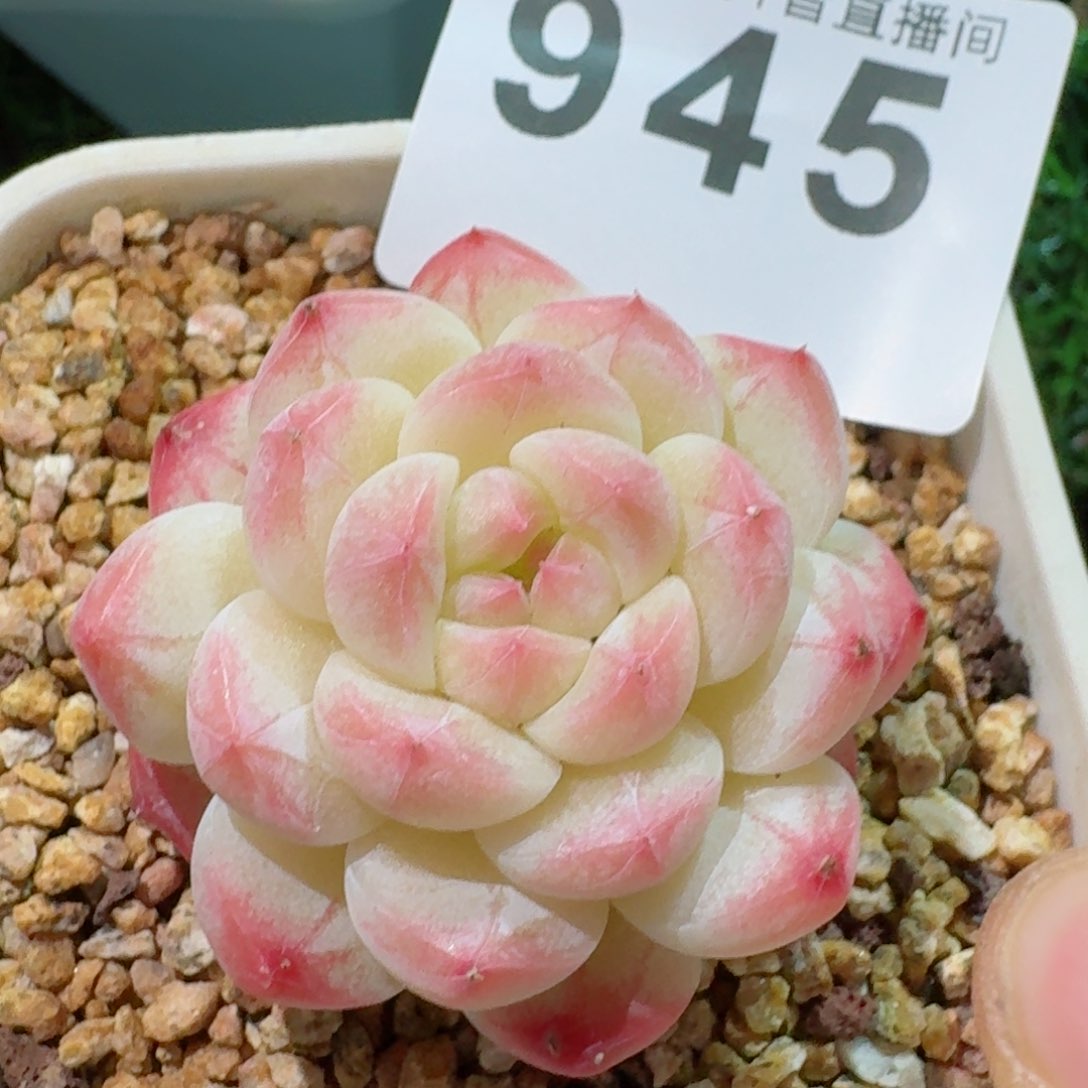 美心模特         精品多肉