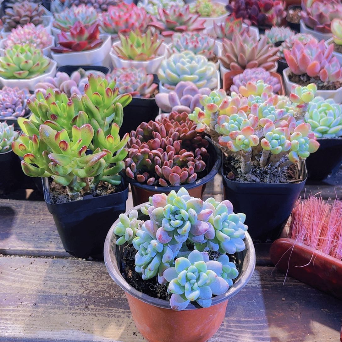 招财猫。大红宝石。 罗琦。劳尔群