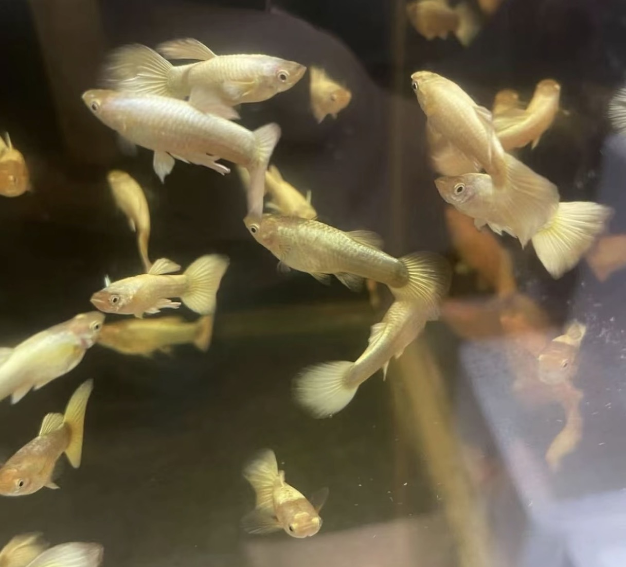 满鳞黄金孔雀鱼小型观赏鱼皮实好养适合新手