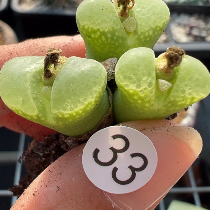 33号双12嗨一天不代表出货价格