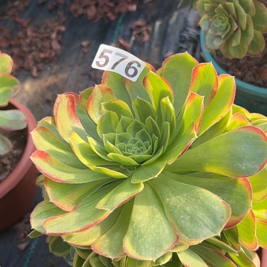 风***淡多肉植物一个奶白缺枝576