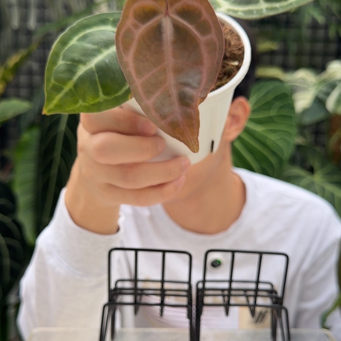 完全开放I26 紫铜