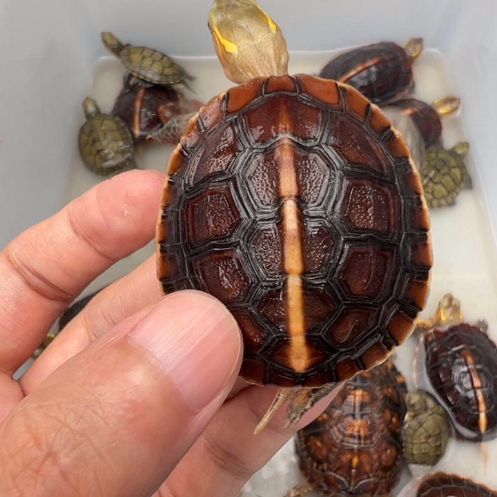 母绿毛龟豆*?啦啦了我