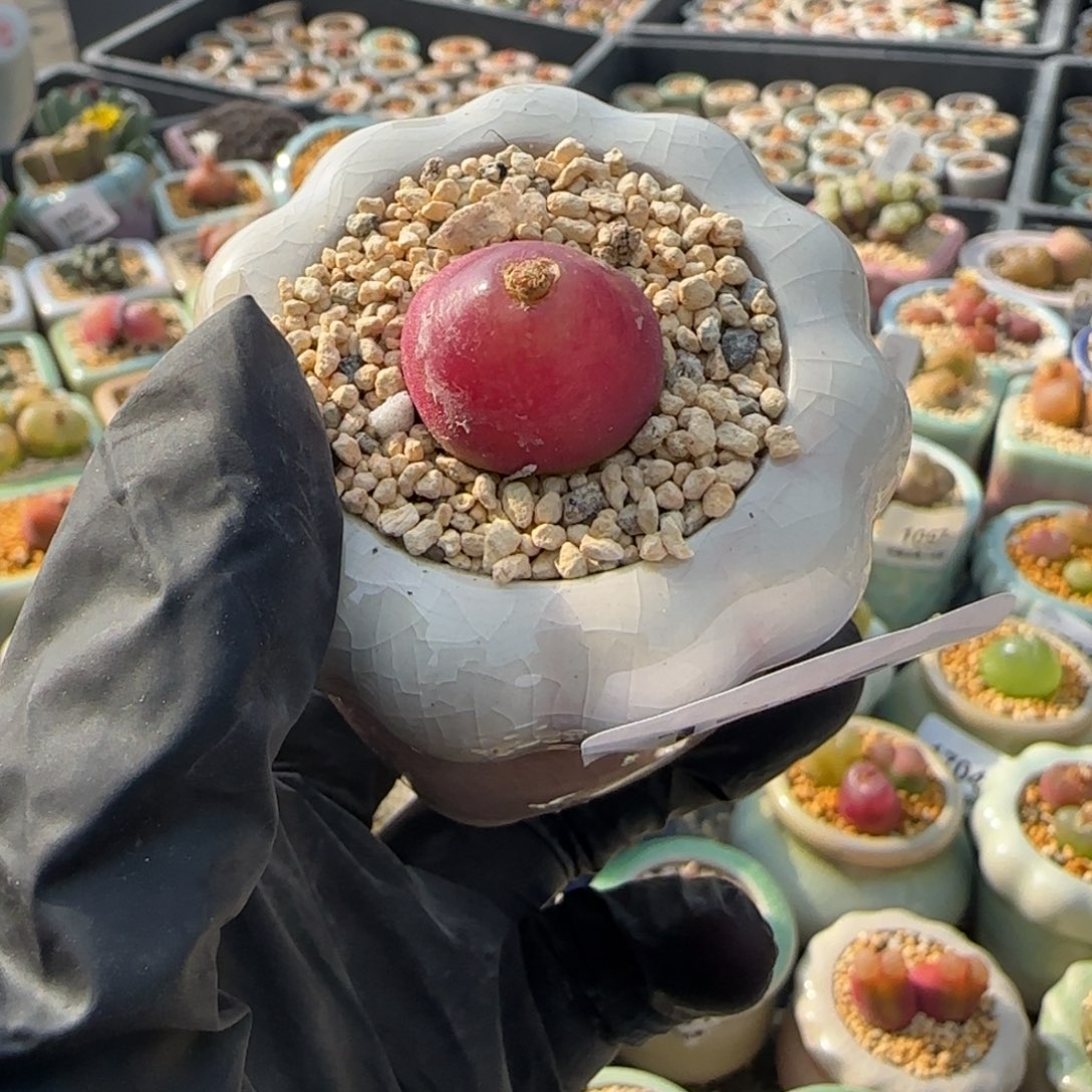 1725--一物一拍 带盆