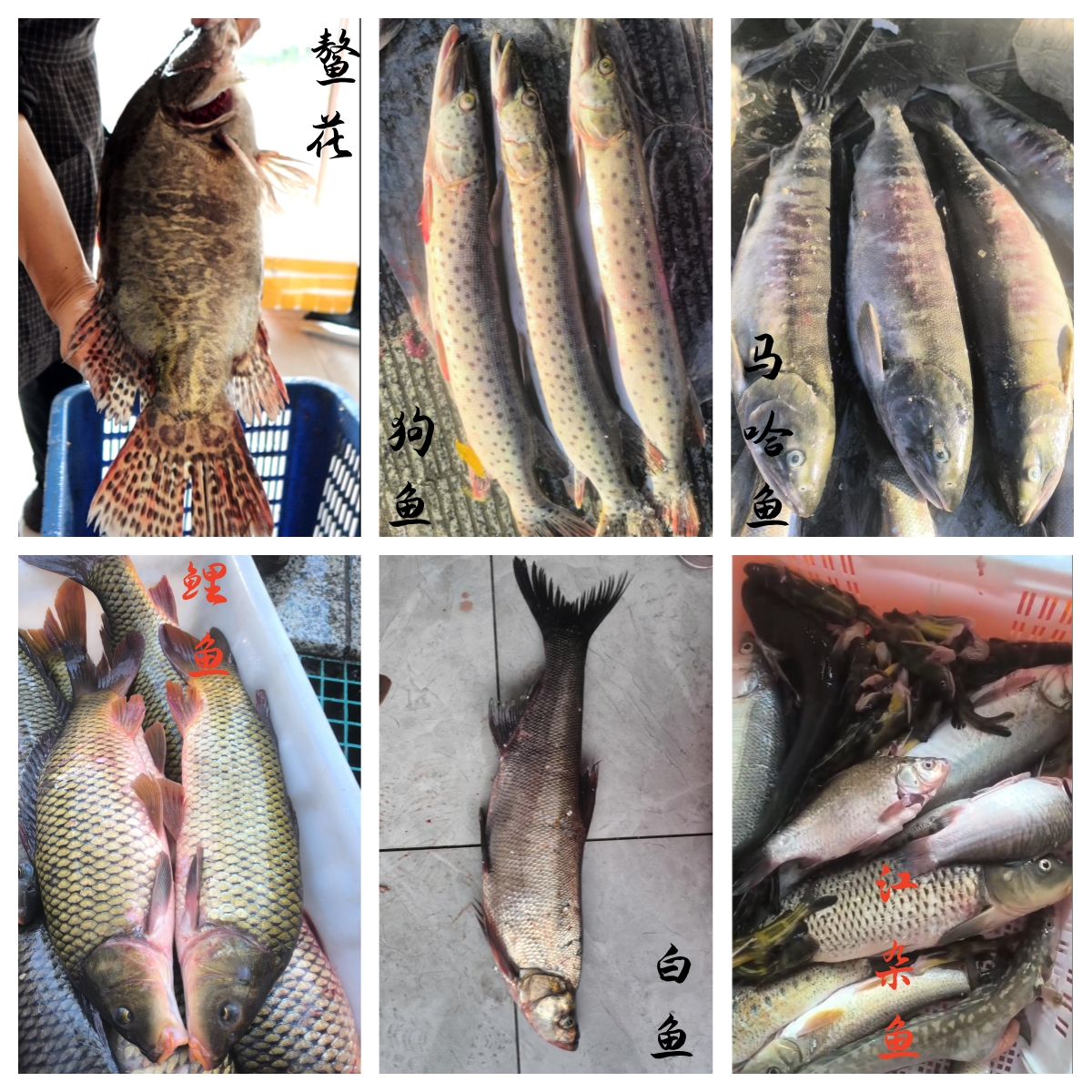 各种乌苏里江野生鱼链接