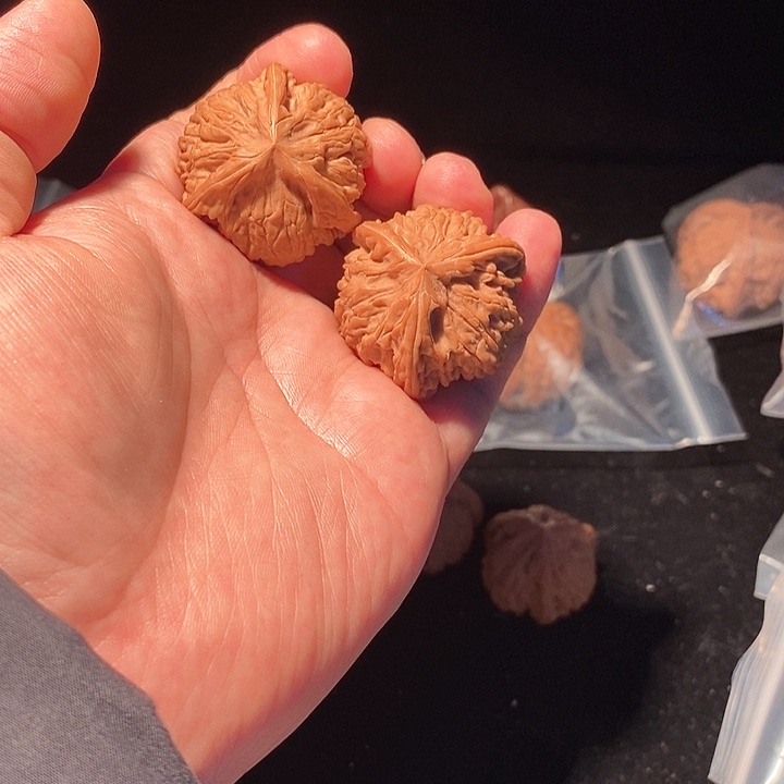 天**云御龙粗筋正球奔精品