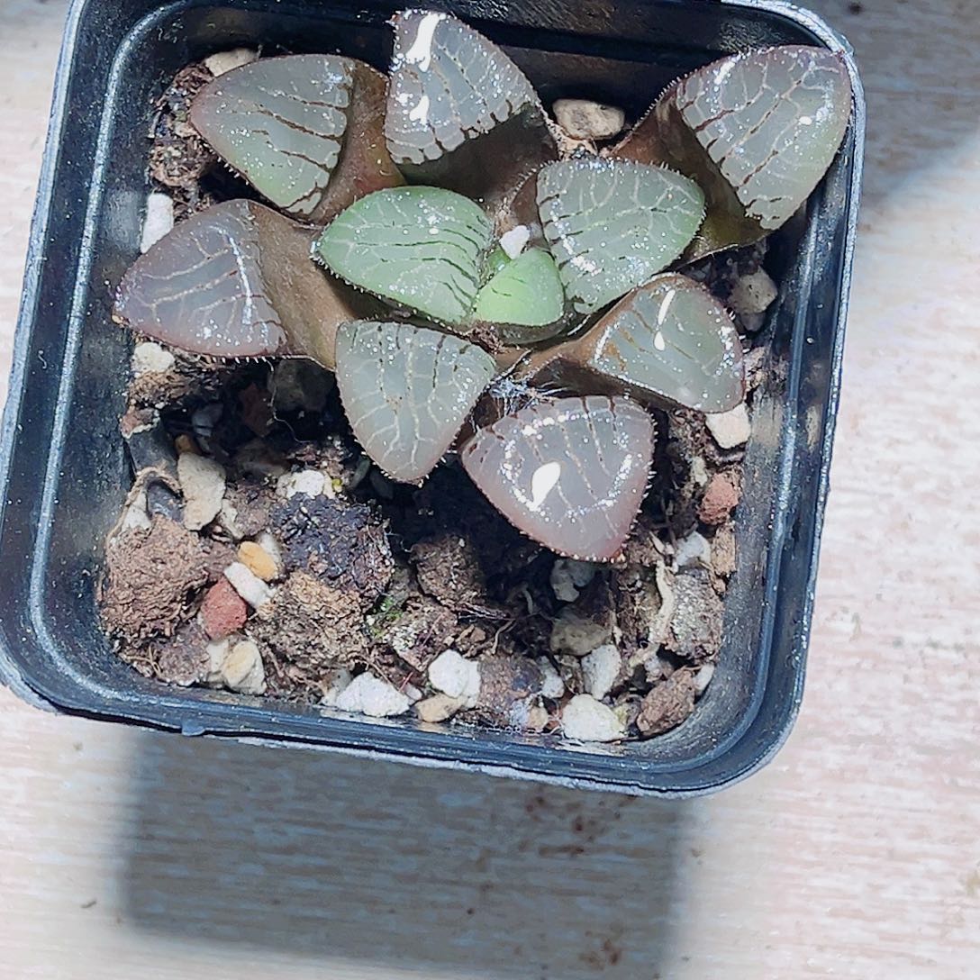 特价处理不包售后