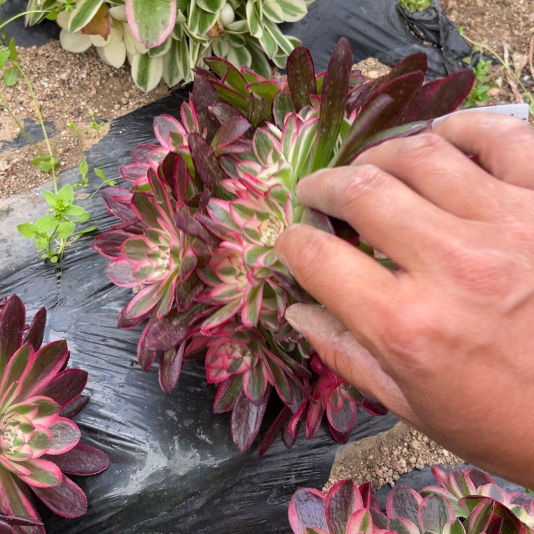 21-127荔枝法师锦多肉