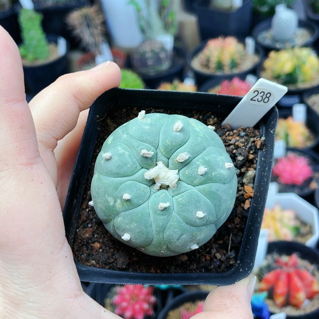 非偏远地区满25包邮仙人球