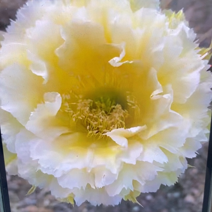 彩草黄牡丹侧芽5公分左右