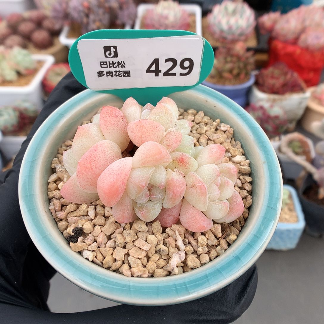 429 粉透迷你冰玉多肉