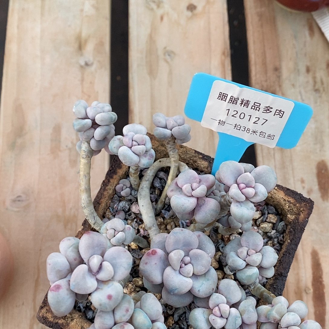 120127，路小姐姐咯哦晕