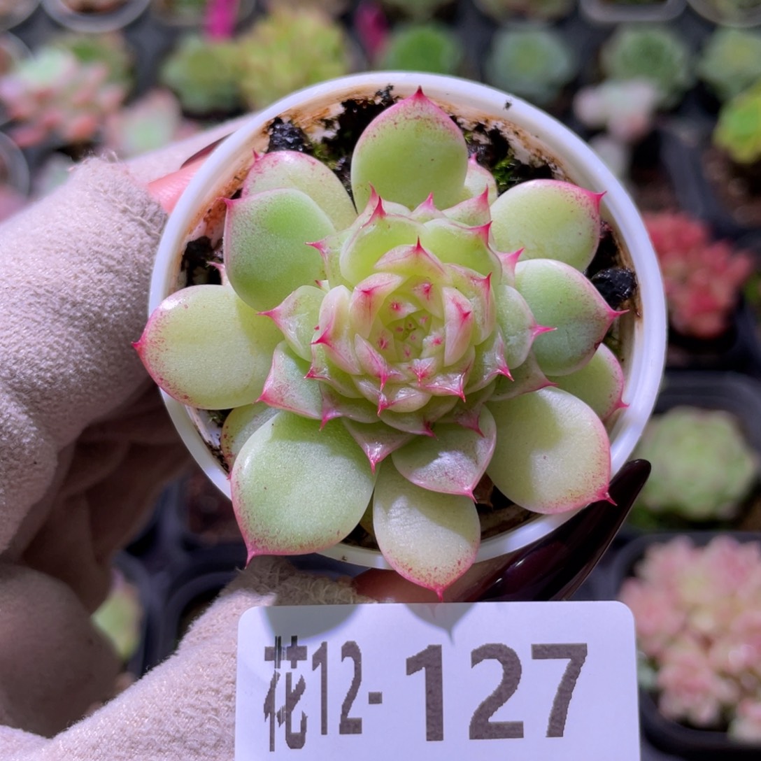 花利美12-127海王
