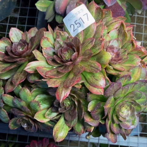 红丝绒多肉植物2517