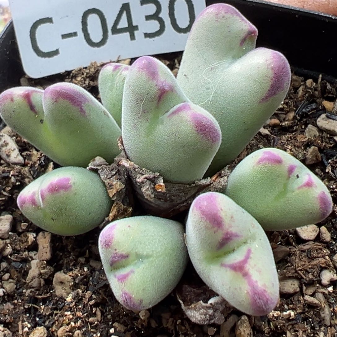 多肉植物1111111111111111